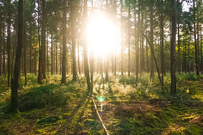 Sunlight streaming through trees in forest