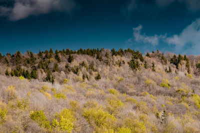 Fresh green spring forest landscape