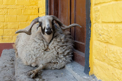 Portrait of a sheep