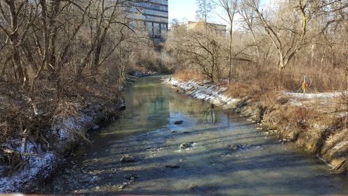 Reflection of bare trees in water