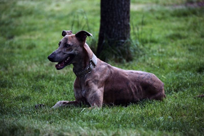 Dog running on field