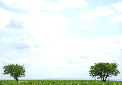 Trees on field against sky