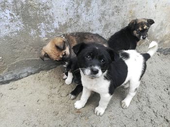 High angle view of dogs