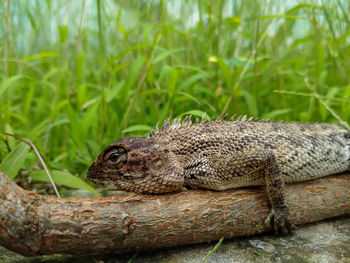 Close-up of iguana