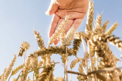 Hand and ears of wheat close-up flooded with sunlight.  seasonal bread harvest.  food crisis.