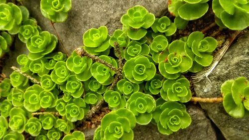 High angle view of succulent plant