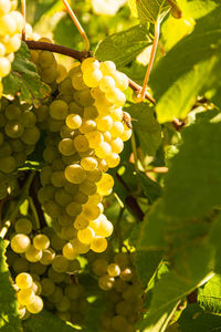 Close-up of grapes growing in vineyard