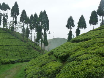 Natural view of  tea garden against sky