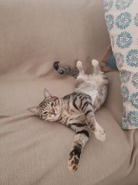 High angle view of cat relaxing on floor