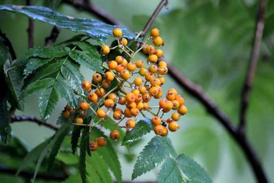 Close-up of berries growing on tree