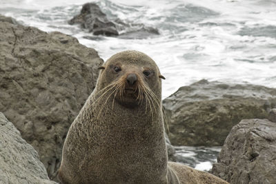 Close-up of seal relaxing on rock