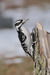 Close-up of bird perching on tree trunk