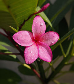 Close-up of wet pink flower