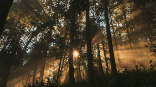 Low angle view of sunlight streaming through trees in forest