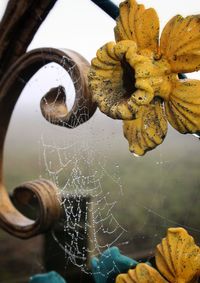 Close-up of spider web