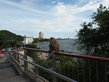 Monkey on railing by trees against sky