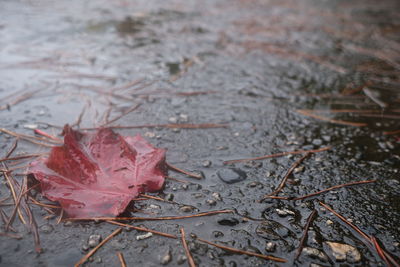 Close-up of dry leaves