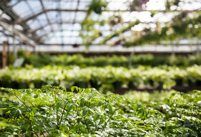 Close-up of plants