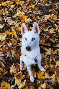 High angle view of dog on field