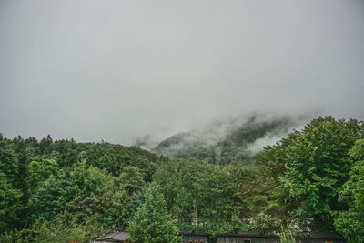 Scenic view of tree mountains against sky