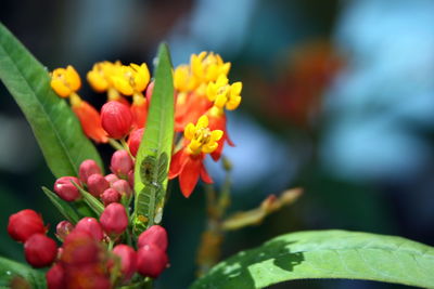 Close-up of flowering plant