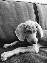 Close-up of dog resting on sofa at home