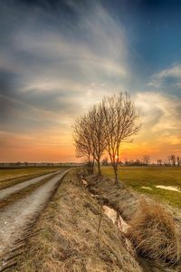 Bare tree on field against sky at sunset