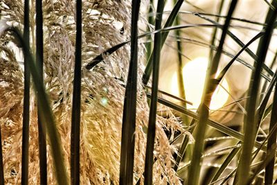 Low angle view of bamboo trees