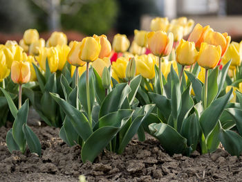 Close-up of yellow tulips