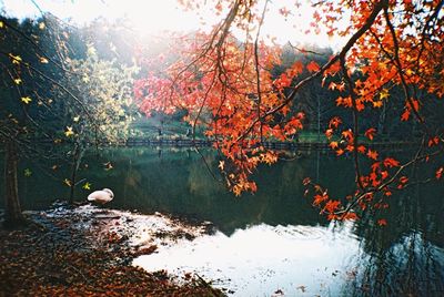 Trees by lake during autumn