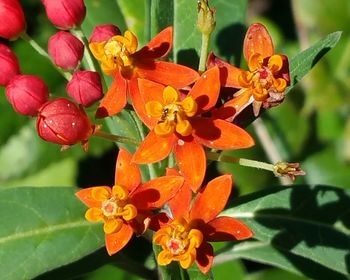 Close-up of orange flowers