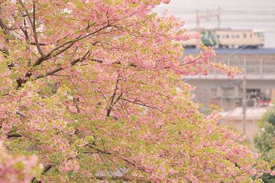 Pink cherry blossom tree in front of building