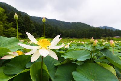 Close-up of white lotus flowers