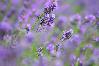 Lavender field