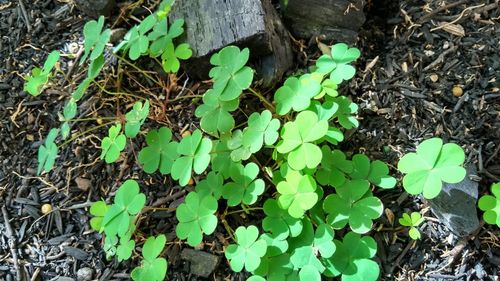 High angle view of plants growing on field