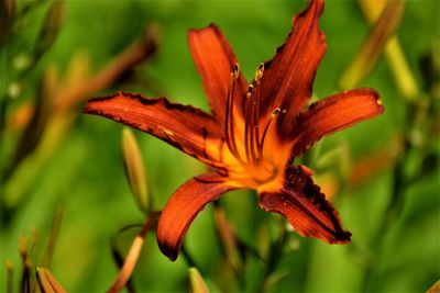 Close-up of day lily on plant