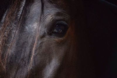 Close-up of animal eye