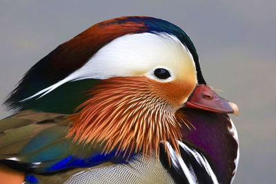 Portrait of colorfulmandarin duck