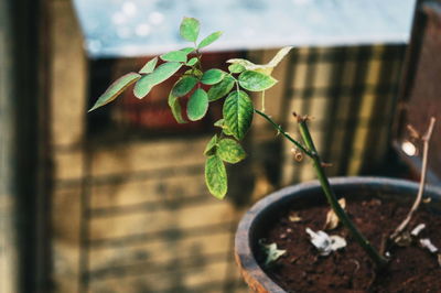 Close-up of plant growing on wall