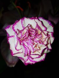 Close-up of pink rose flower