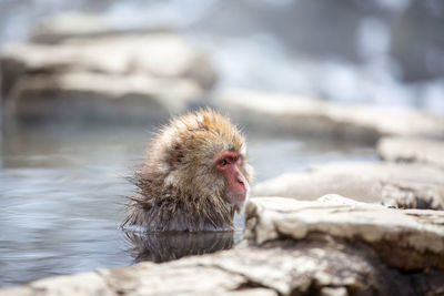 Monkey looking away on rock in water