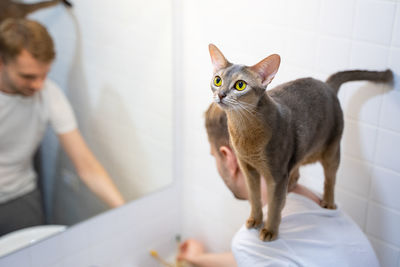 Blue abyssinian cat on his shoulders at home in a bright modern bathroom.