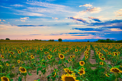 Scenic view of sunflower field against cloudy sky