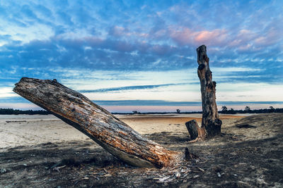 Close-up of tree trunk against cloudy sky