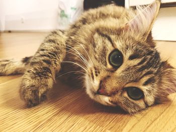Close-up portrait of a cat lying down on hardwood floor
