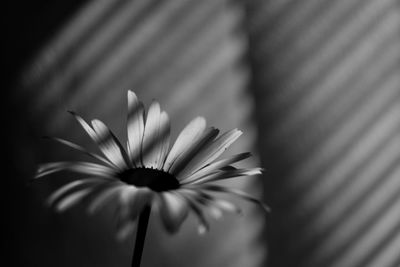 Close-up of flower blooming