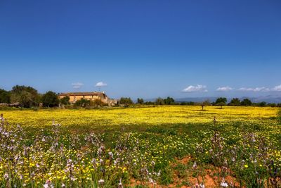 Scenic view of flowering plants on field against blue sky
