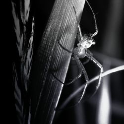 Close-up of spider on web