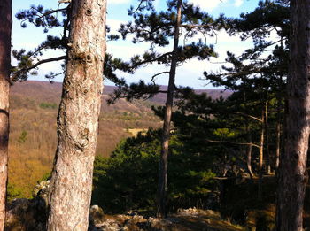 Trees in forest