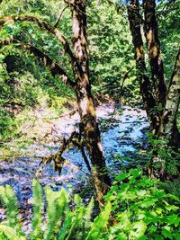 Scenic view of lake in forest